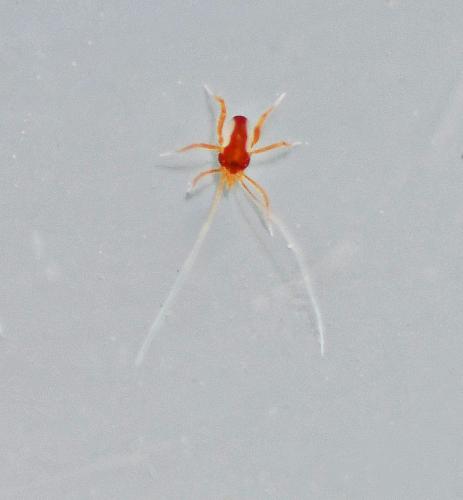 Réf. 336 932 : Linopodes sp.